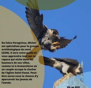 Les faucons pèlerins d'Armentières