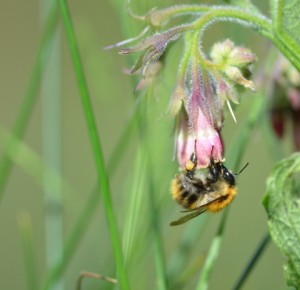 Opération pollinisation