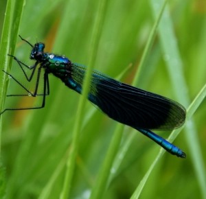 Balade naturaliste : 